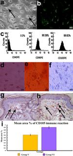 CD90.1 (Thy-1.1) Antibody in Flow Cytometry (Flow)