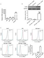 CD90 (Thy-1) Antibody in Flow Cytometry (Flow)