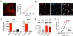 CD105 (Endoglin) Antibody in Flow Cytometry (Flow)