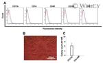 CD105 (Endoglin) Antibody in Flow Cytometry (Flow)