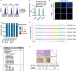 CD105 (Endoglin) Antibody in Flow Cytometry (Flow)