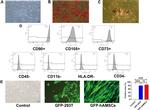 CD105 (Endoglin) Antibody in Flow Cytometry (Flow)