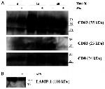 CD63 Antibody in Western Blot (WB)