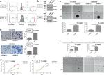 CD109 Antibody in Flow Cytometry (Flow)