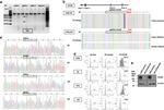 CD109 Antibody in Flow Cytometry (Flow)