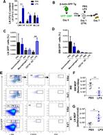 CD115 (c-fms) Antibody in Flow Cytometry (Flow)