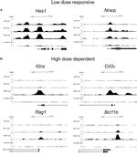 CD117 (c-Kit) Antibody in Flow Cytometry (Flow)