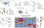 CD123 Antibody in Flow Cytometry (Flow)