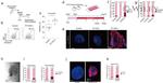 CD140a (PDGFRA) Antibody in Flow Cytometry (Flow)