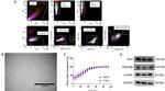 CD140b (PDGFRB) Antibody in Flow Cytometry (Flow)