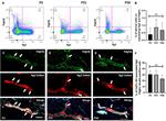 CD140b (PDGFRB) Antibody in Flow Cytometry (Flow)