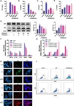 iNOS Antibody in Flow Cytometry (Flow)