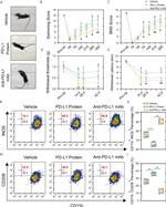 iNOS Antibody in Flow Cytometry (Flow)