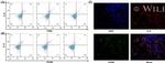 IL-6 Antibody in Flow Cytometry (Flow)