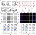 HLA-DR Antibody in Immunocytochemistry (ICC/IF)