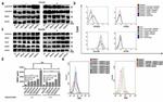 HLA-DR Antibody in Flow Cytometry (Flow)