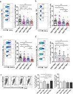 IFN gamma Antibody in Flow Cytometry (Flow)