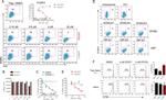 FOXP3 Antibody in Flow Cytometry (Flow)