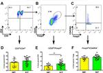 FOXP3 Antibody in Flow Cytometry (Flow)