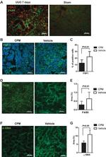 F4/80 Antibody in Immunohistochemistry (IHC)