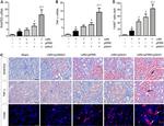 F4/80 Antibody in Immunocytochemistry (ICC/IF)