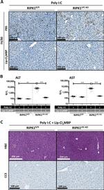 F4/80 Antibody in Immunohistochemistry (IHC)