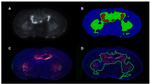 F4/80 Antibody in Immunocytochemistry (ICC/IF)