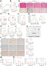 F4/80 Antibody in Immunohistochemistry (IHC)