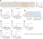 F4/80 Antibody in Immunohistochemistry (IHC)