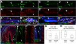 IBA1 Antibody in Immunohistochemistry, Immunohistochemistry (Frozen) (IHC, IHC (F))