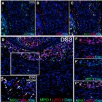 IBA1 Antibody in Immunohistochemistry (Frozen) (IHC (F))