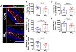 EOMES Antibody in Immunocytochemistry (ICC/IF)