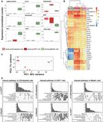 CD5 Antibody in Flow Cytometry (Flow)