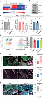 Podoplanin Antibody in Flow Cytometry (Flow)