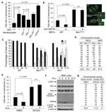 Lymphotoxin beta Receptor Antibody in Functional Assay (Functional)