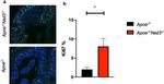 Ki-67 Antibody in Immunocytochemistry (ICC/IF)