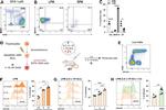 MERTK Antibody in Flow Cytometry (Flow)