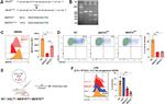 MERTK Antibody in Flow Cytometry (Flow)