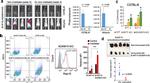 RAE1 delta Antibody in Flow Cytometry (Flow)