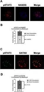 Nanog Antibody in Immunocytochemistry (ICC/IF)