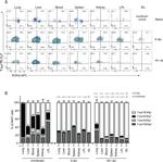 T-bet Antibody in Flow Cytometry (Flow)