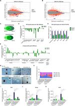 OCT3/4 Antibody in Flow Cytometry (Flow)