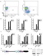 IgM Antibody in Flow Cytometry (Flow)