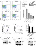 IgA Antibody in Flow Cytometry (Flow)