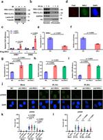 IgA Antibody in Flow Cytometry (Flow)