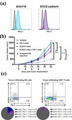 KLRG1 Antibody in Flow Cytometry (Flow)