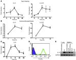 FceR1 alpha Antibody in Flow Cytometry (Flow)