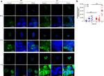 FceR1 alpha Antibody in Flow Cytometry (Flow)