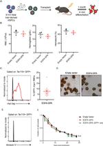 TER-119 Antibody in Flow Cytometry (Flow)