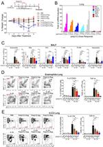 Ly-6G/Ly-6C Antibody in Flow Cytometry (Flow)